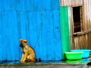 colorful dog halong bay