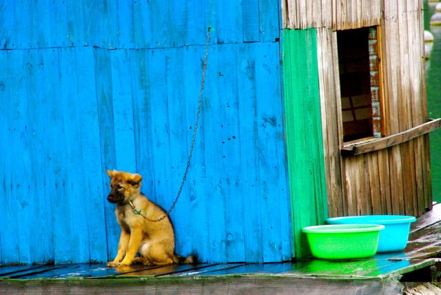 colorful dog halong bay