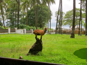 Goat-in-Gili-Air-traveling9to5