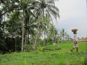 Rice-Fields-Bali-Traveling9to5