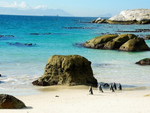 Penguins at boulder beach