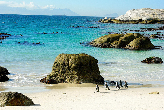 Penguins at boulder beach