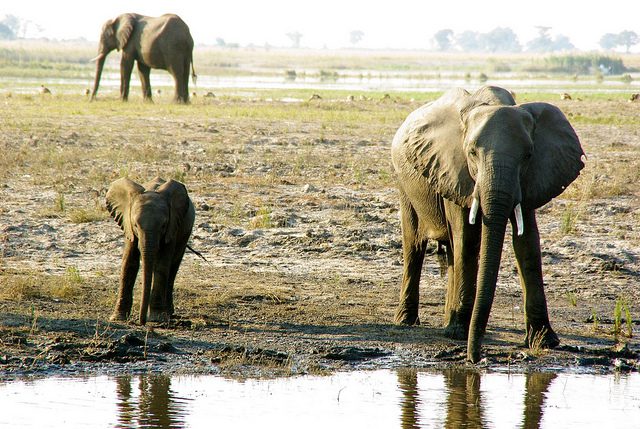 Elephants in Botswana