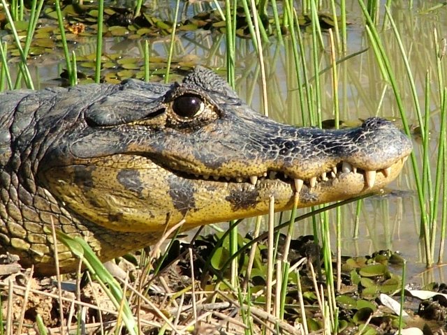 amazonia expeditions crocodile