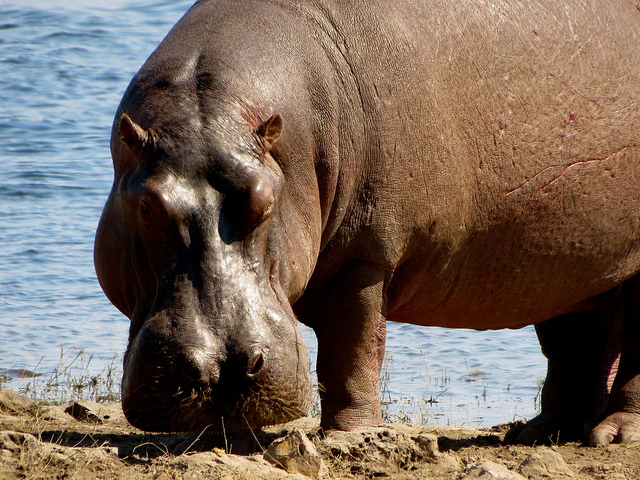 Hippo in Chobe Park in Botswana