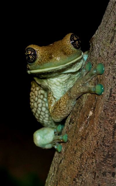 frog in the peruvian amazon