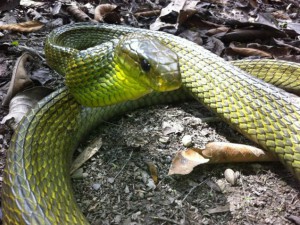 snake in peruvian amazon