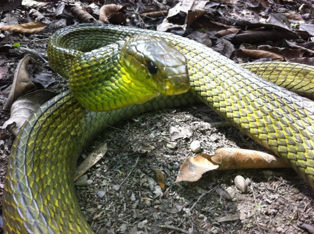 snake in peruvian amazon