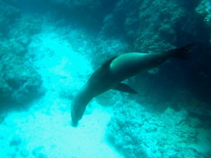 sea lion in the galapagos