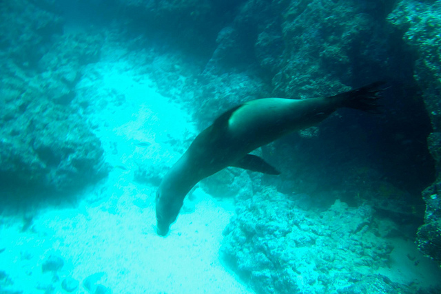 sea lion in the galapagos