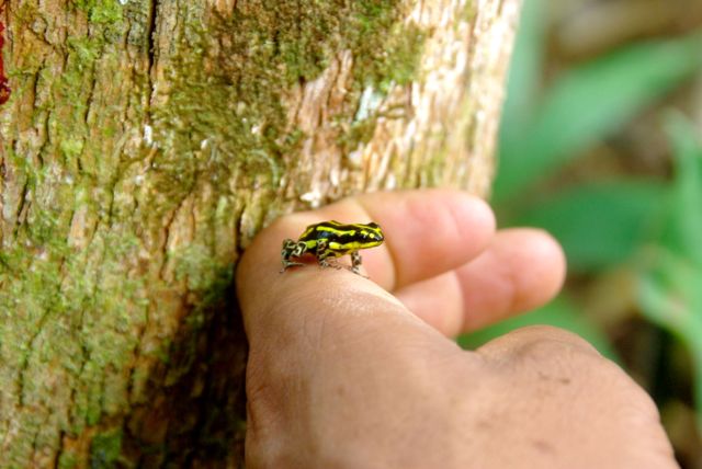 amazon poison dart frog