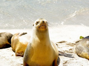 sea lion in San cristobal