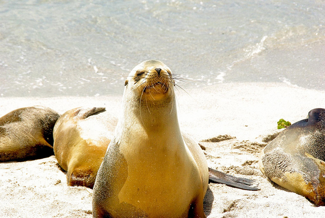 sea lion in San cristobal