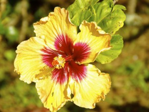 hibiscus in Hawaii