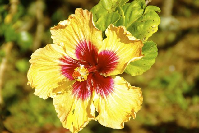 hibiscus in Hawaii 