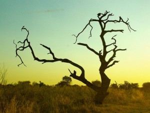 moremi game reserve in botswana