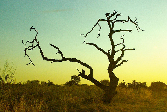 moremi game reserve in botswana