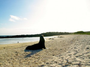 sea lion sitting on the galapagos islands