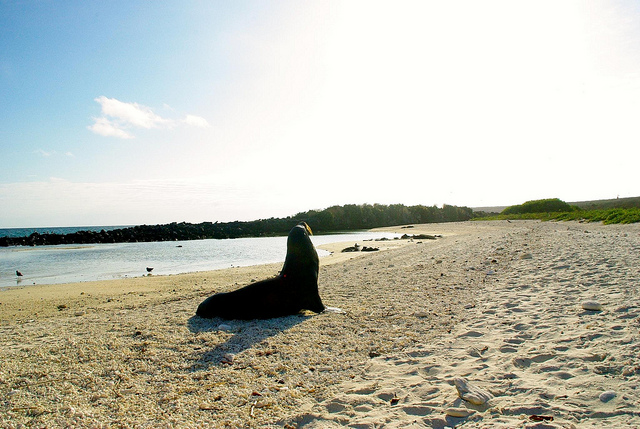 sea lion sitting on the galapagos islands