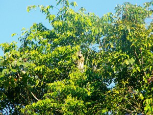 a sloth in the peruvian amazon