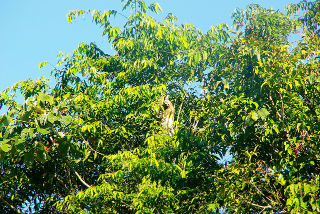 a sloth in the peruvian amazon