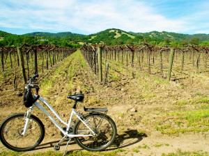 biking in sonoma wine tasting
