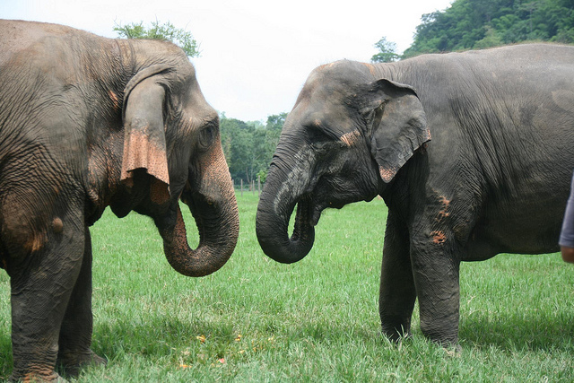 thailand-elephants