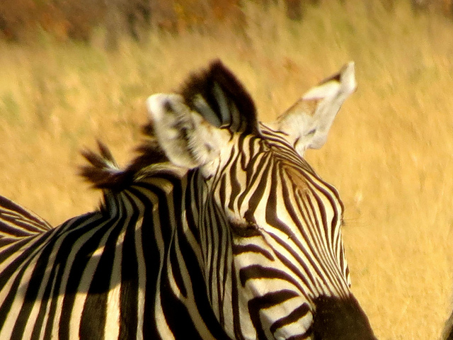 zebra