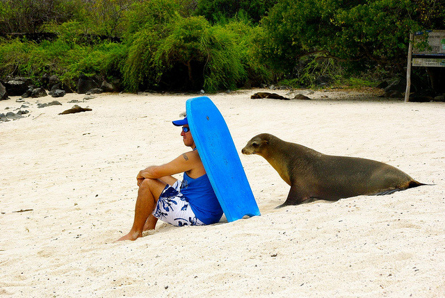 Galapagos sea lion