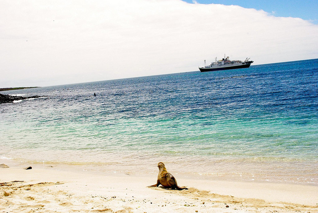 Galapagos sea lion