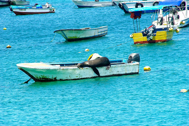 Galapagos sea lion