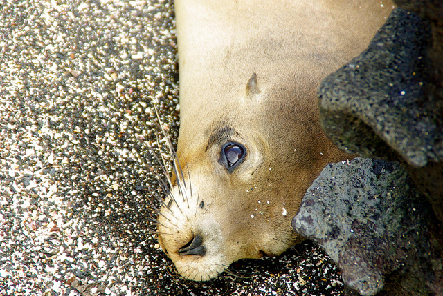 Galapagos sea lion