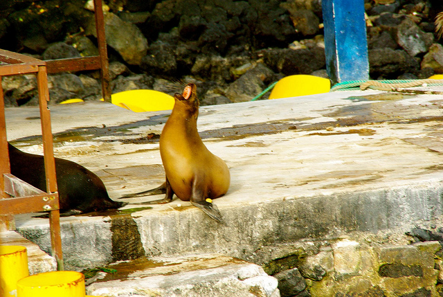 Galapagos sea lion