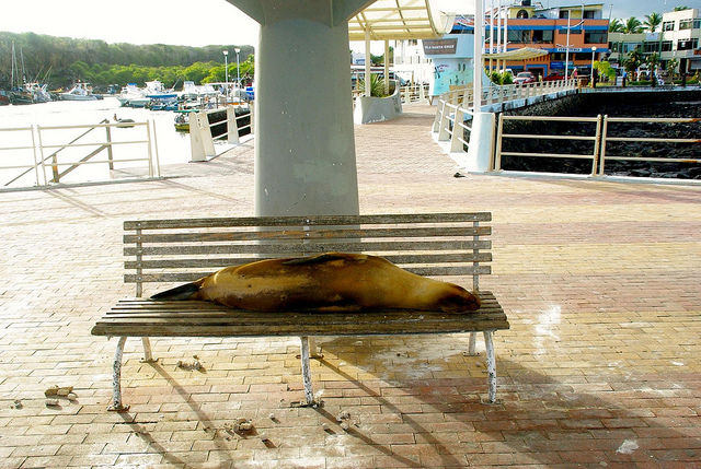 Galapagos sea lion