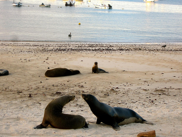 Galapagos sea lion