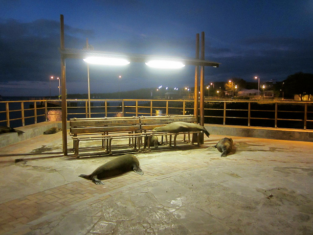 Galapagos sea lion