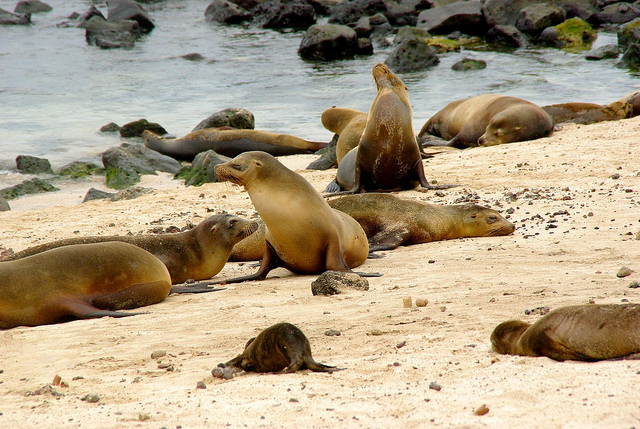 Galapagos sea lion