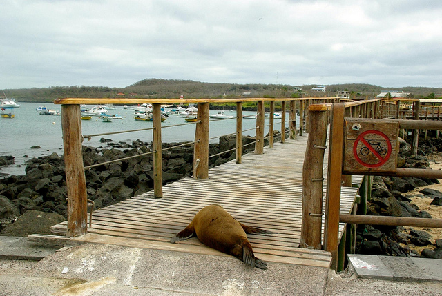 Galapagos sea lion