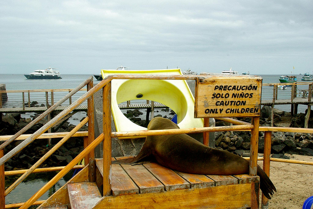 Galapagos sea lion