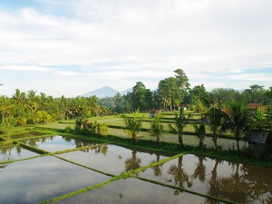 Ricefields in Ubud, Bali