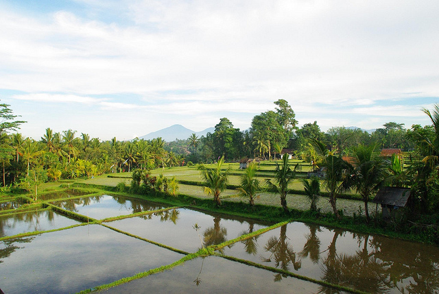 Ricefields in Ubud, Bali