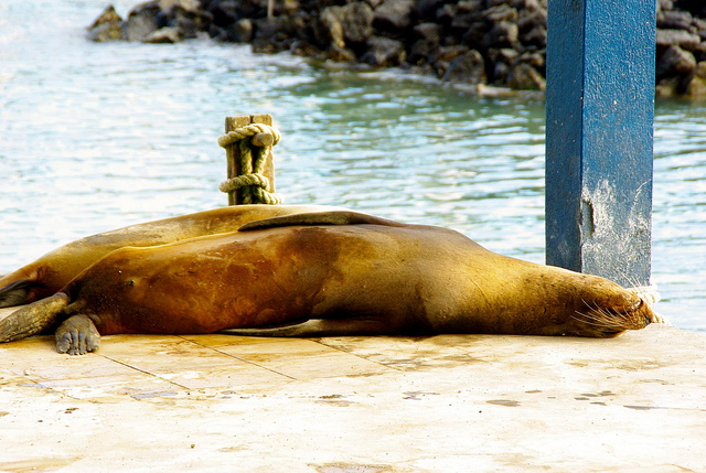 galapagos sea lion