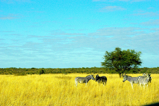 khama rhino sanctuary