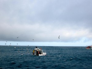 shark cave diving in South Africa