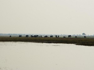 elephants in chobe