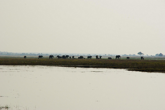 elephants in chobe