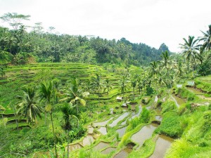 rice paddies of tegalangRice Terraces of Tegalalang