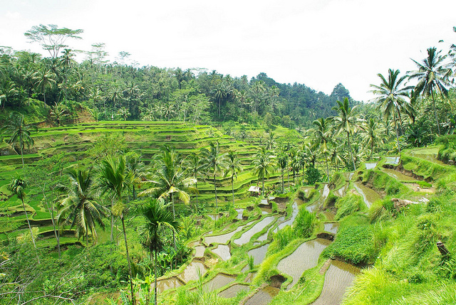 rice paddies of tegalangRice Terraces of Tegalalang